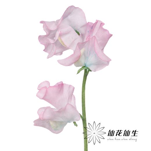 日本花材 | 香豌豆绣球花  Hydrangea 商品图1