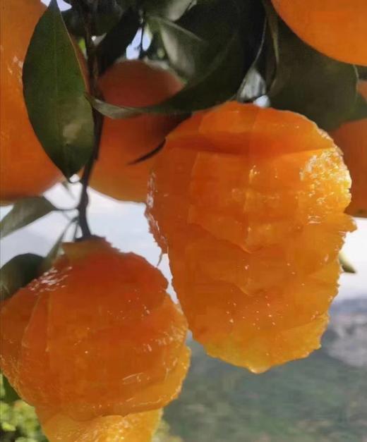 湖北助农巴东纽荷尔脐橙 树上熟甜度高 来自红土地的美味 商品图6