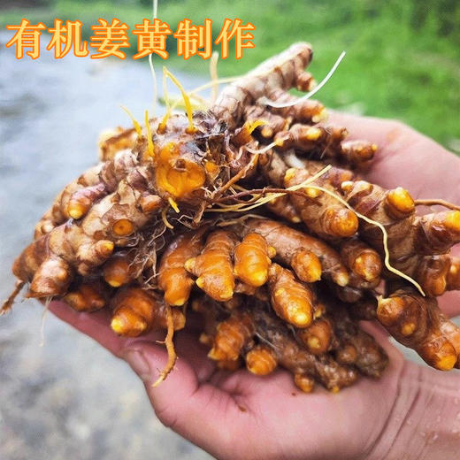 云南有机姜黄粉 食用姜黄粉 粉质细腻 辛香味足 商品图1