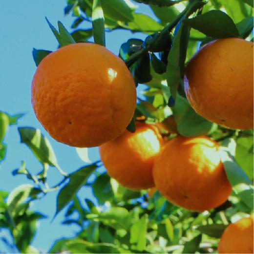 云南大理有机沃柑（连续9年有机认证） 商品图7