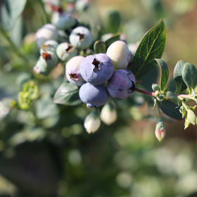 【云南抚仙湖高原蓝莓】一口唤醒味蕾 香甜爽口 果香浓郁 优选好果 甜蜜多汁