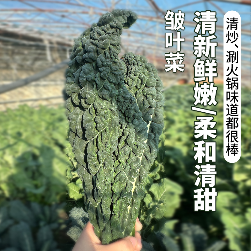 北京本地新鲜皱叶菜 特色蔬菜  清新鲜嫩 柔和清甜 适合清炒火锅 
 300g