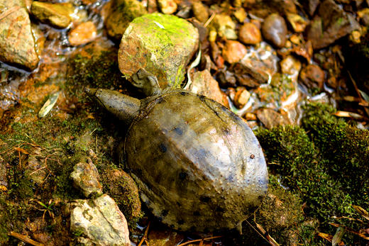 江水甲鱼——卡劵 商品图2