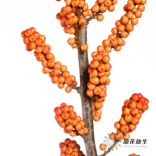 配果 | 天物迷你爱马仕橙色冬青（运输过程中易掉果、压伤,不售后，介意慎拍） 商品图1