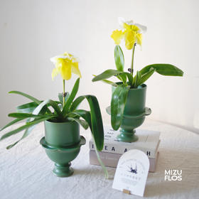 花治植物精选-肉饼兜兰（北京同城闪送）