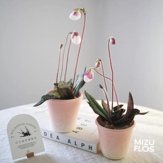 花治植物精选-玉女兜兰（北京同城闪送） 商品图0