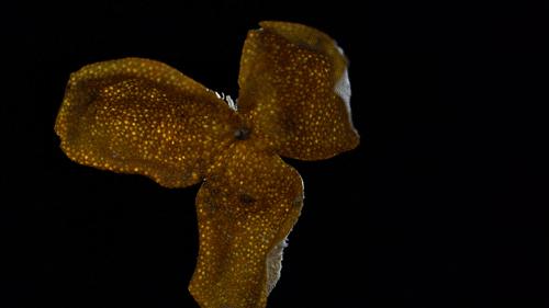 【新皮囤货】2025天马新会陈皮 ，正宗天马村新皮，用口粮价囤“核心产地”好皮 商品图8