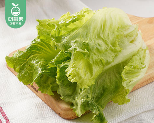 秉真安溪高山有机生菜/1份（约300g） 商品图1