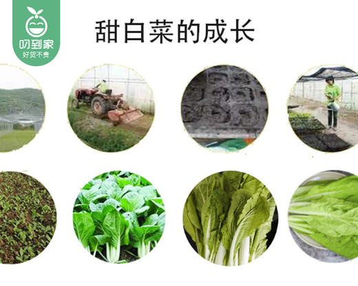秉真安溪高山有机甜白菜/1份（约300g） 商品图3