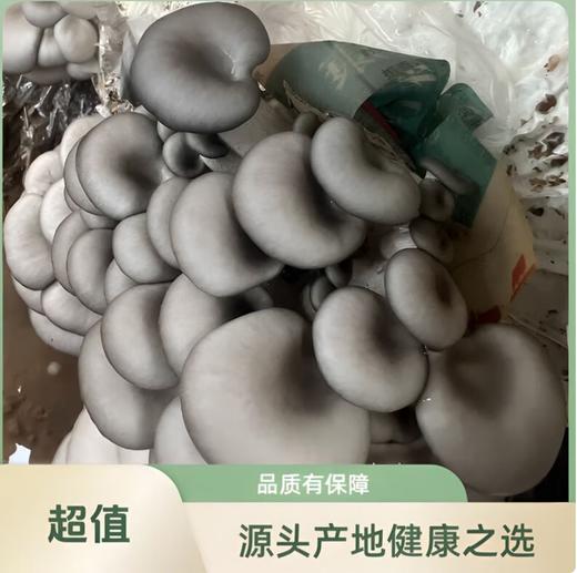 【YC】正宗便宜平菇新鲜蘑菇  现摘直发 当天采摘平菇 商品图0