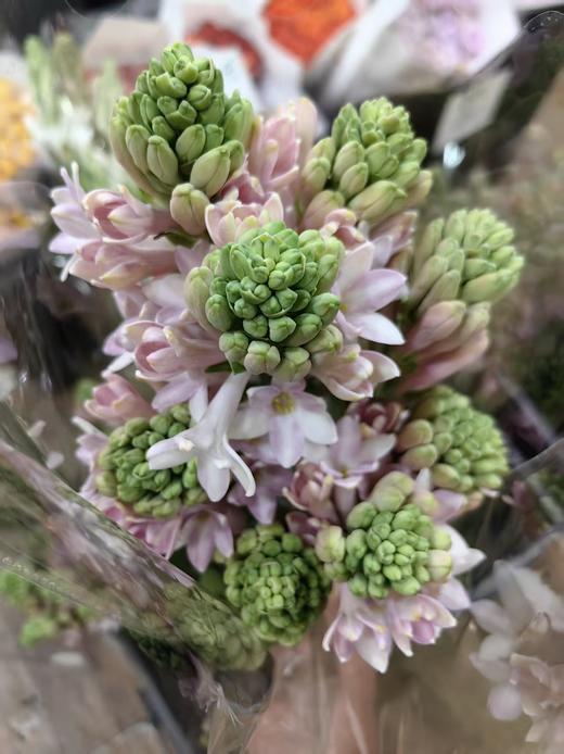 粉色白色夜来香晚香玉10支 商品图10