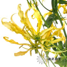 日本花材 ｜ 嘉兰黄色  Lutea Yellow【如有轻微折痕，不售后】