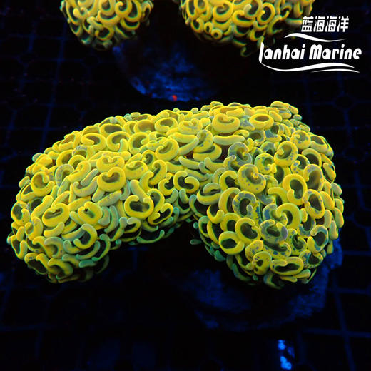 人工金猪腰 商品图3