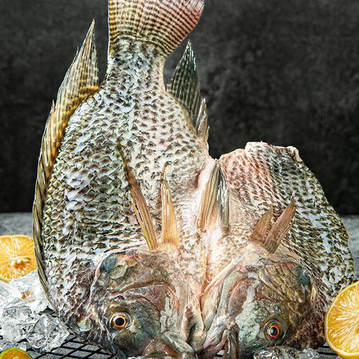 广东阳江·海水鲷鱼 ， 肉质鲜美无小刺，富含高蛋白、高营养，当日活捕当日锁鲜！【顺丰冷链】 商品图10
