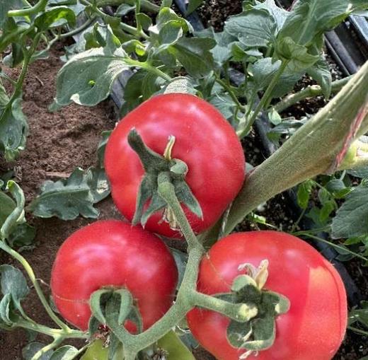 新疆喀什红 水果番茄 商品图2