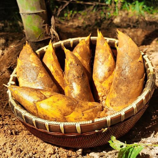 临安高山冬笋，产自“中国竹笋之都”临安天目山，冬日限定，产量稀少，现挖现发，极致锁鲜 商品图0