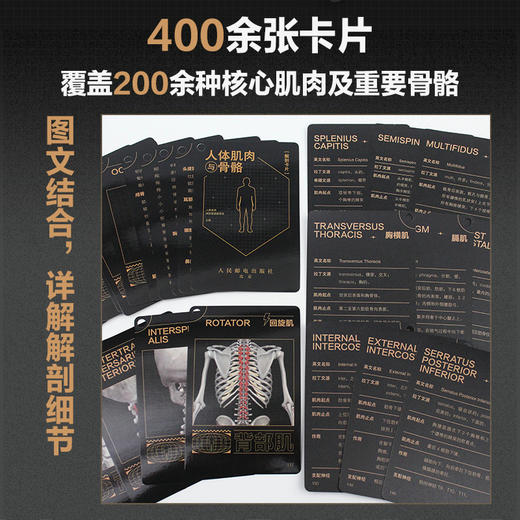 人体肌肉与骨骼解剖卡片 商品图1