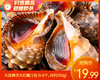 大连鲜活大红螺/1份（6-8个，共约350g） 商品缩略图0