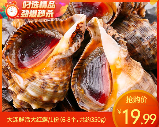大连鲜活大红螺/1份（6-8个，共约350g） 商品图0