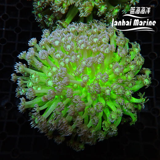 人工星空单包 商品图1