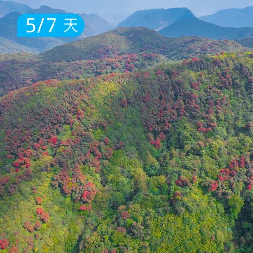 高黎贡山 原始森林徒步 |  重走中国远征军之路  45km&100km两版本可选 商品图2