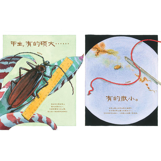 甲虫，如此害羞-美丽成长 商品图3