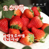 生态草莓（基地直发—顺丰空运）| 2斤装，来自河南汝州，生产者：曹云鹏【合作生产，公平贸易】 商品缩略图0