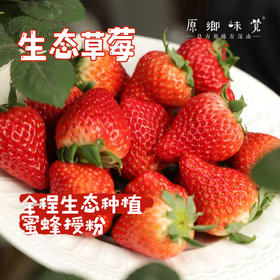 生态草莓（基地直发—顺丰空运）| 2斤装，来自河南汝州，生产者：曹云鹏【合作生产，公平贸易】