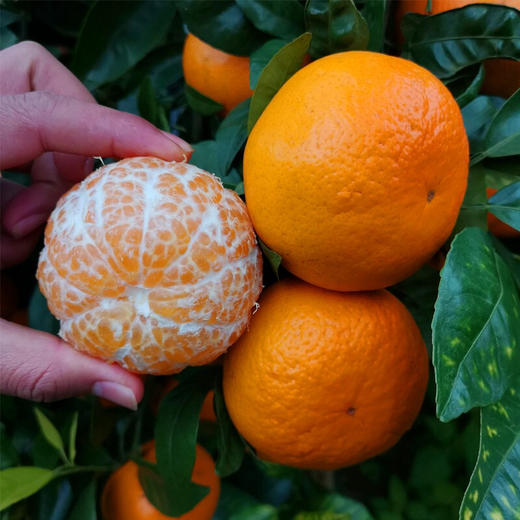 【会员8/斤】广西武鸣翡翠沃柑 商品图1