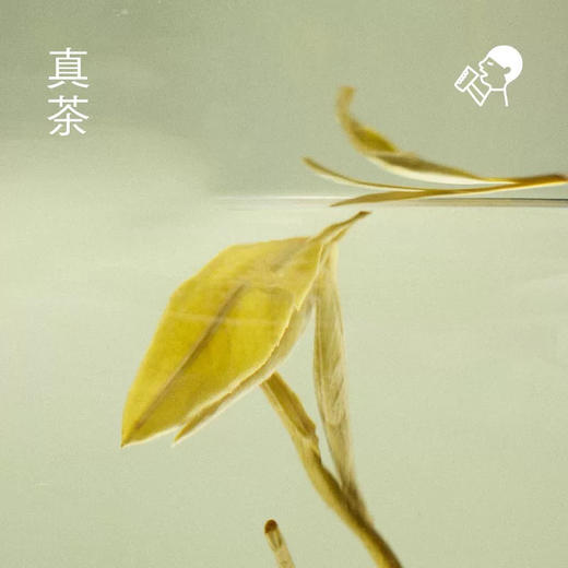 喜茶牛乳茶（茉莉浓抹） 商品图2