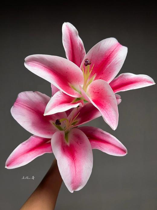 【AB级马伦哥香水百合】3头3支9朵/份 商品图3