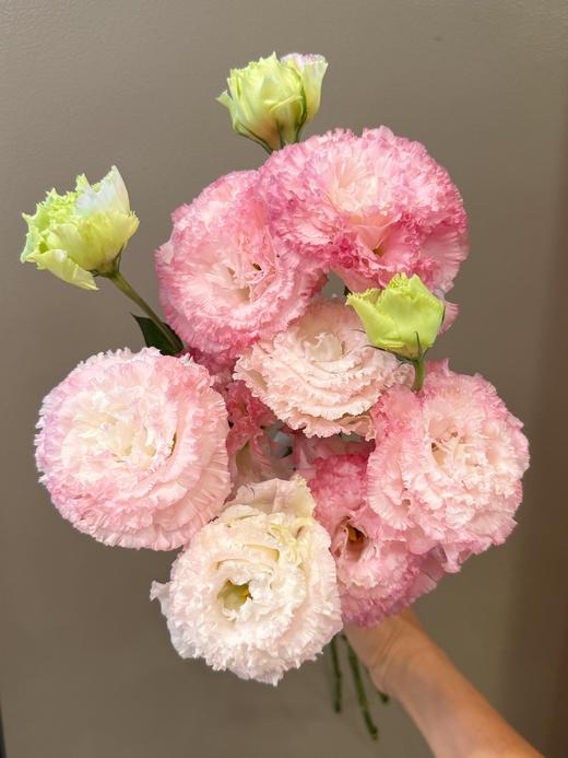 【双倍快乐.两种稀有洋桔梗】波浪浅紫洋桔梗7-10朵+波浪粉桔梗7-10朵/份 商品图5