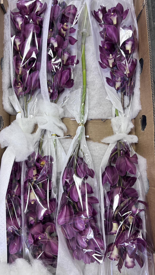 【国产蕙兰】车厘子 酒红色 单枝（新品） 商品图5