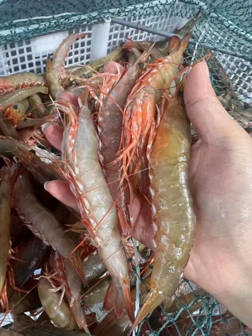 & 新鲜上岸的本港沙鲁虾🦐虾壳特薄，虾肉清甜，鲜度满满[强] 活冻 商品图1