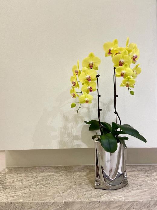 【金豆豆蝴蝶兰】1盆/份 带有1支花剑 带花苞发货 高端大气简单好养活（圆通发货） 商品图2