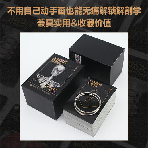 人体肌肉与骨骼解剖卡片 商品图2