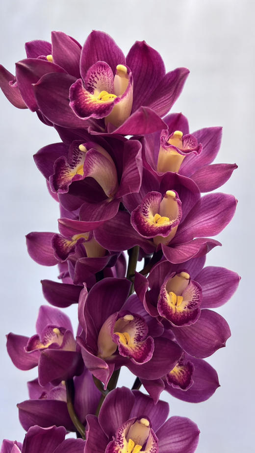 【国产蕙兰】车厘子 酒红色 单枝（新品） 商品图3