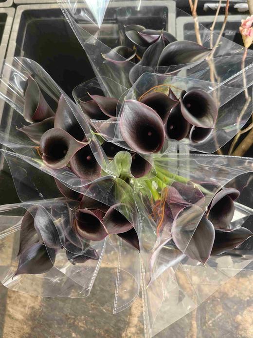 黑色马蹄莲5支 商品图1