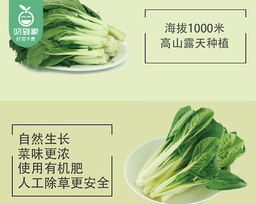 秉真安溪高山有机黑叶小白菜/1份（约300g） 商品图2