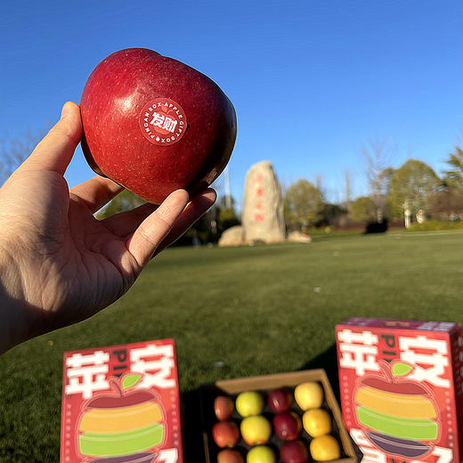 【产地直发】苹果盲盒 12枚礼盒装 多规格 商品图2