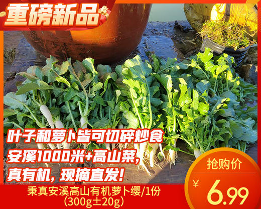 秉真安溪高山有机萝卜缨/1份（300g±20g） 商品图0