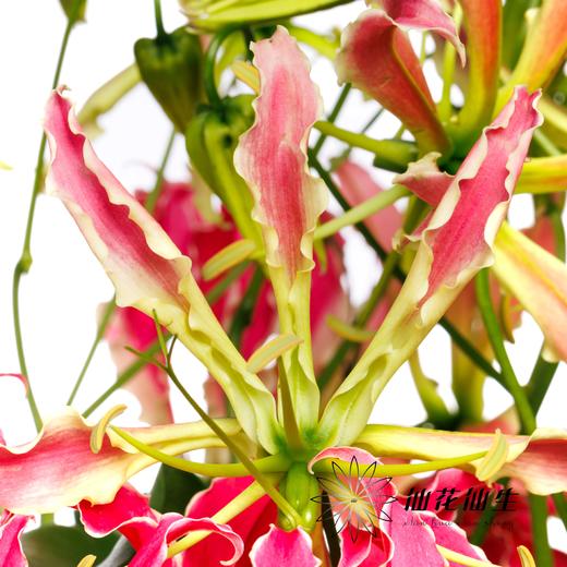 日本花材 | 嘉兰亮粉红 Hot Pink【有折痕，不售后】 商品图4