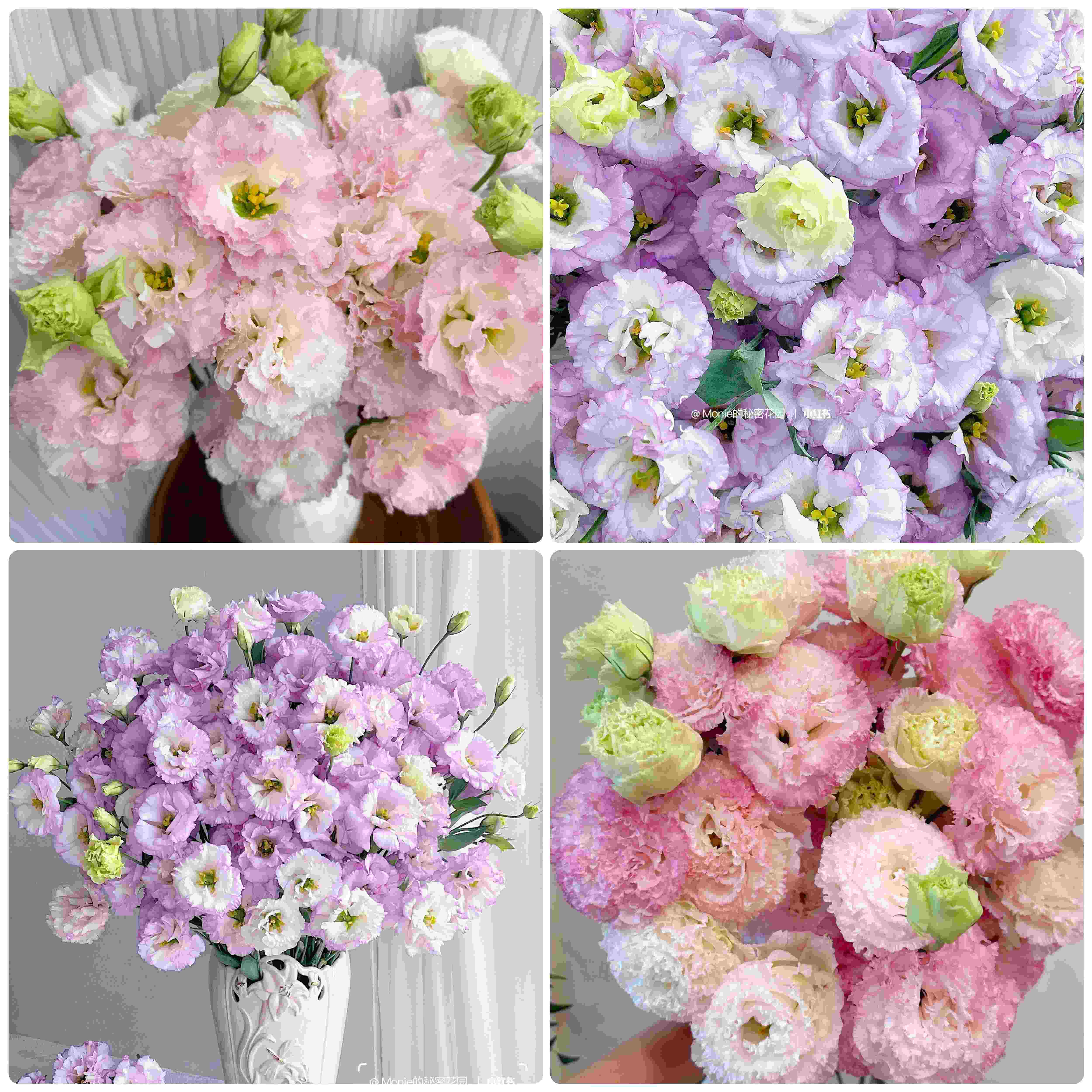 【双倍快乐.两种稀有洋桔梗】波浪浅紫洋桔梗7-10朵+波浪粉桔梗7-10朵/份