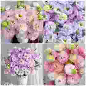 【双倍快乐.两种稀有洋桔梗】波浪浅紫洋桔梗7-10朵+波浪粉桔梗7-10朵/份