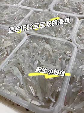 xm【强烈推荐！海捕不是养殖货！！！】补钙神器~新鲜小银鱼，灯照木敲大海里捞上来的 无小刺，整条吃易吸收，辅食必备活冻锁鲜~