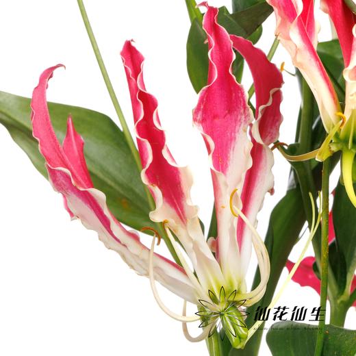 日本花材 | 嘉兰亮粉红 Hot Pink【有折痕，不售后】 商品图2