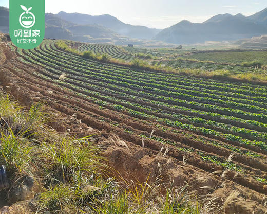 秉真安溪高山有机萝卜缨/1份（300g±20g） 商品图2