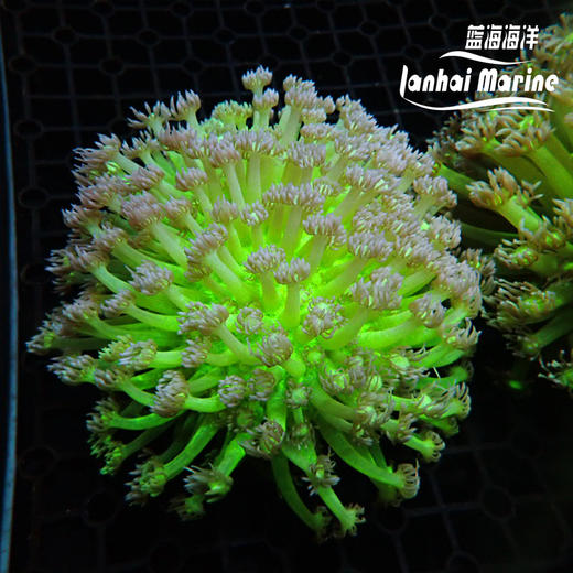 人工星空单包 商品图2