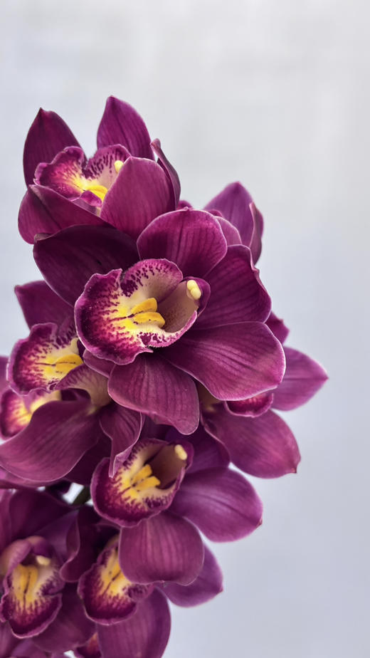 【国产蕙兰】车厘子 酒红色 单枝（新品） 商品图4