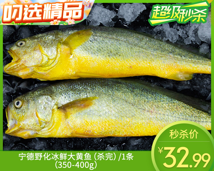 宁德野化冰鲜大黄鱼（杀完）/1条（350-400g）